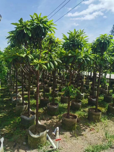 लोक्वाट के पेड़, एरीओबोट्रिया जैपोनिका (थुनब.) लिंडल।