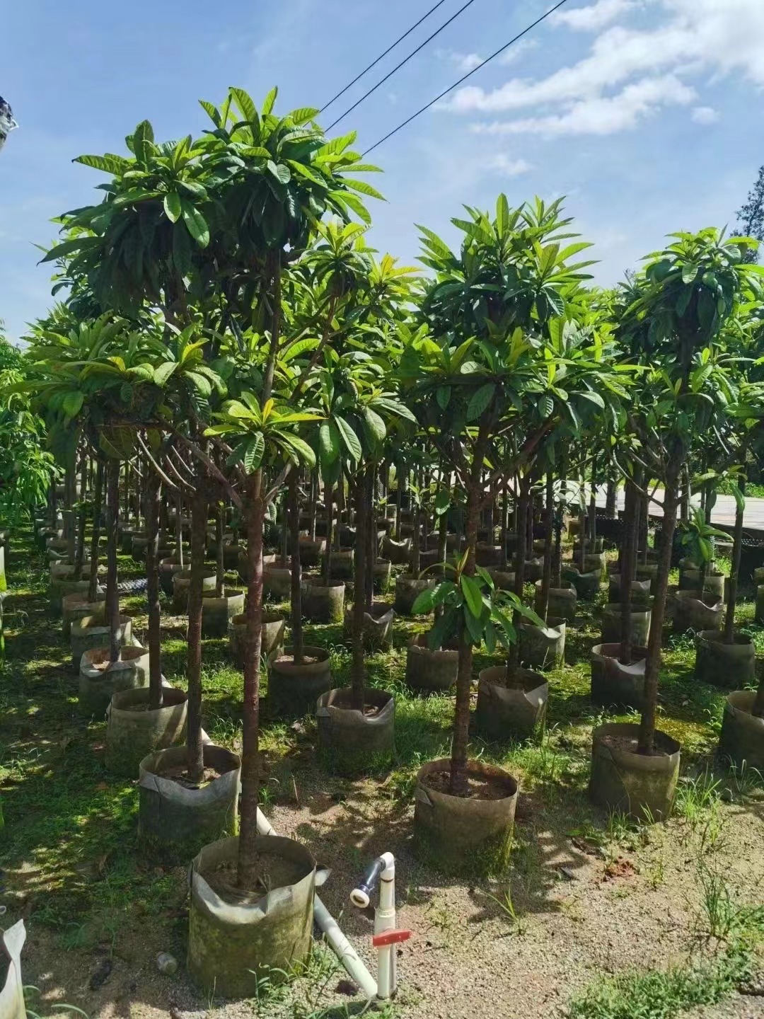 N&iacute;speros, Eriobotrya japonica (Thunb.) Lindl.