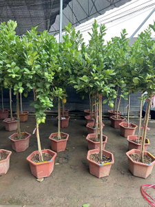 Лимонные деревья,Цитрусовые &times; лимон (Линней) Осбек