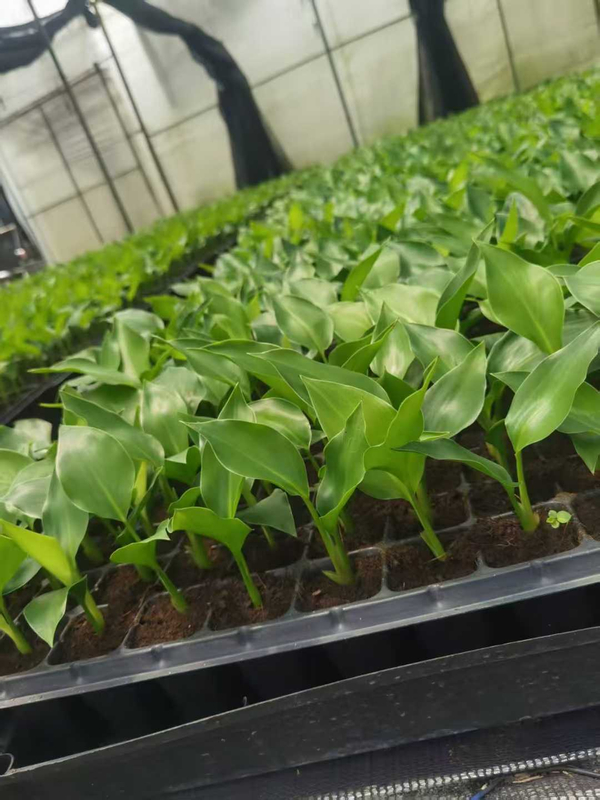 Piantina di Strelitzia Nicolai