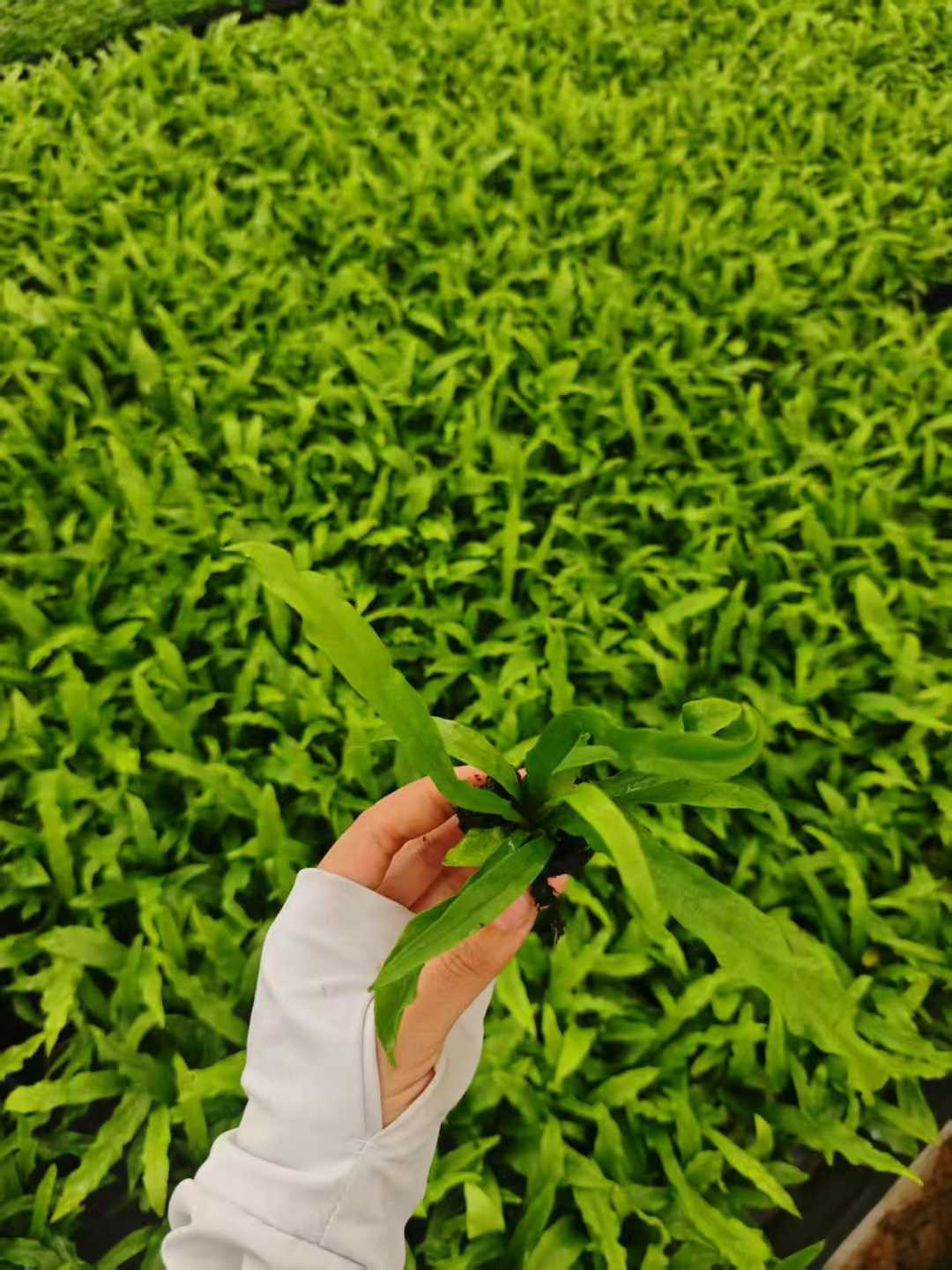 Asplenium Nidus