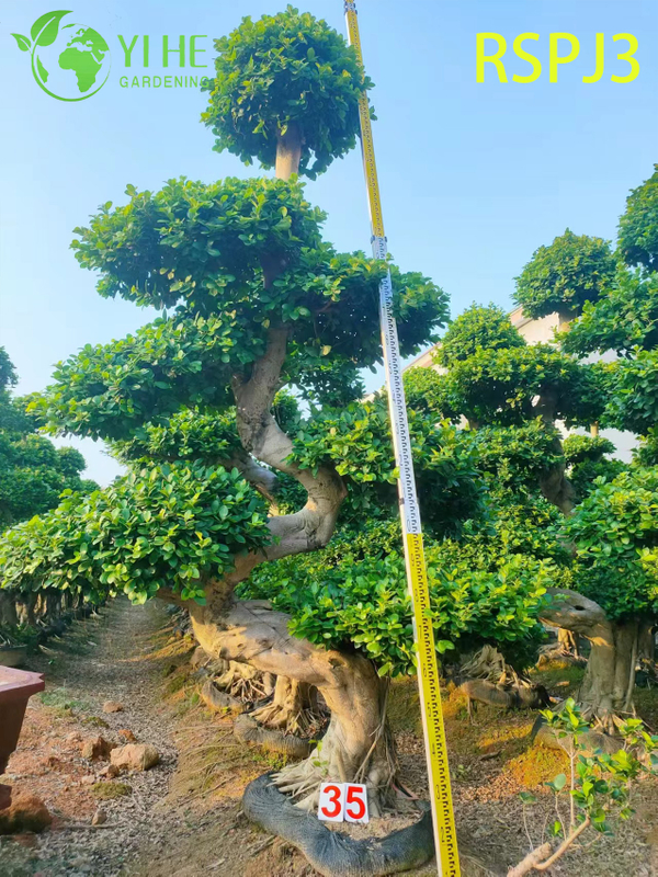 &Ocirc; nhiều tầng C&acirc;y Ficus nghệ thuật cao Một c&acirc;y cảnh sống tr&ecirc;n s&agrave;n trong nh&agrave;