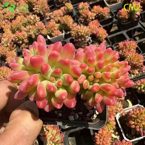 Bons&aacute;i de racimo de plantas vivas suculentas de Jelly Bean de baya rosa al por mayor