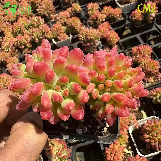 Toptan Pembe Berry J&ouml;le Fasulye Etli Canlı Bitki K&uuml;mesi Bonsai