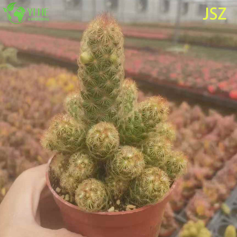 Lebender Marienk&auml;ferkaktus Mammillaria Elongata im Gro&szlig;handel f&uuml;r Zimmergarten-Bonsai