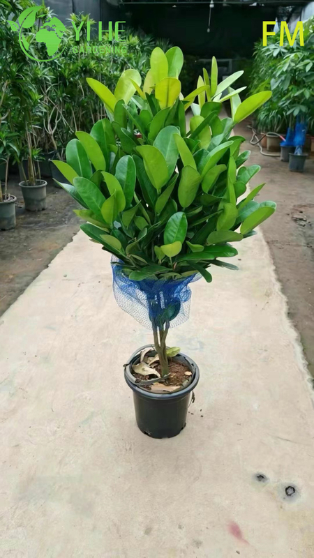 S&uuml;s Peyzaj Korunması Bonsai i&ccedil;in Toptan Dik Fukugi Ağacı Canlı Bitki