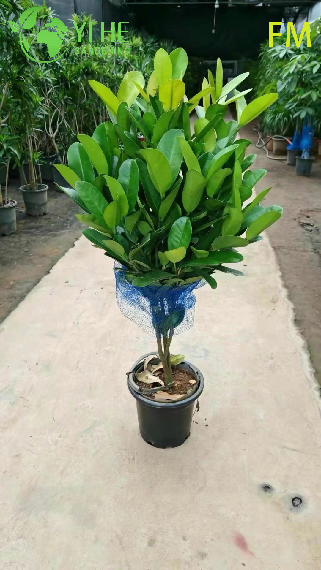 S&uuml;s Peyzaj Korunması Bonsai i&ccedil;in Toptan Dik Fukugi Ağacı Canlı Bitki