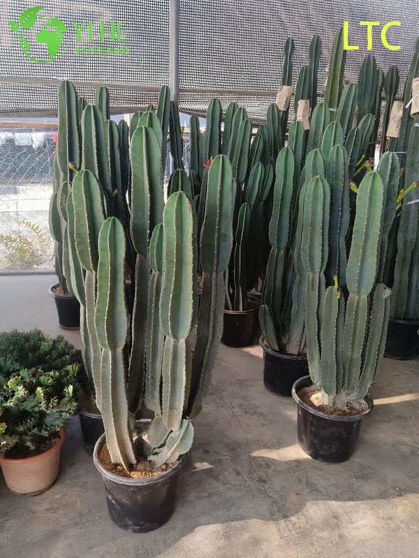Pianta di cactus dal frutto del drago vivo, un Hylocereus Undatus fruttifero