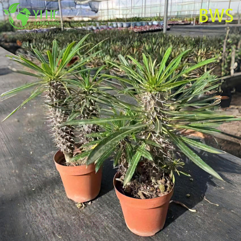 Lebende Madagaskar-Palme, ein hoher stacheliger Stamm, Pachypodium, saftiger Bonsai