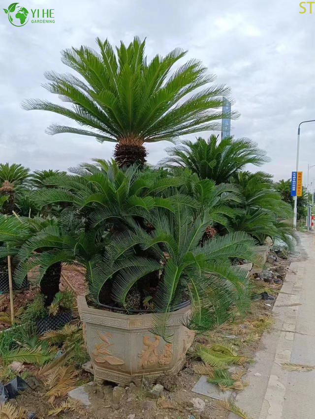 Cycas ຫຼາຍຫົວ