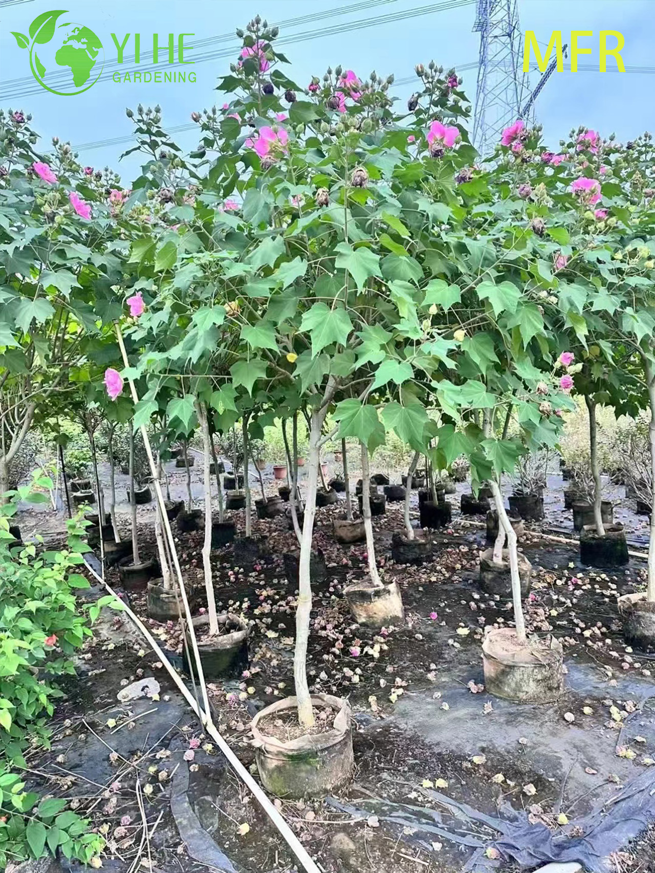 ارتفع الكونفدرالية بالجملة شجرة الكركديه المزهرة الحية القياسية بونساي