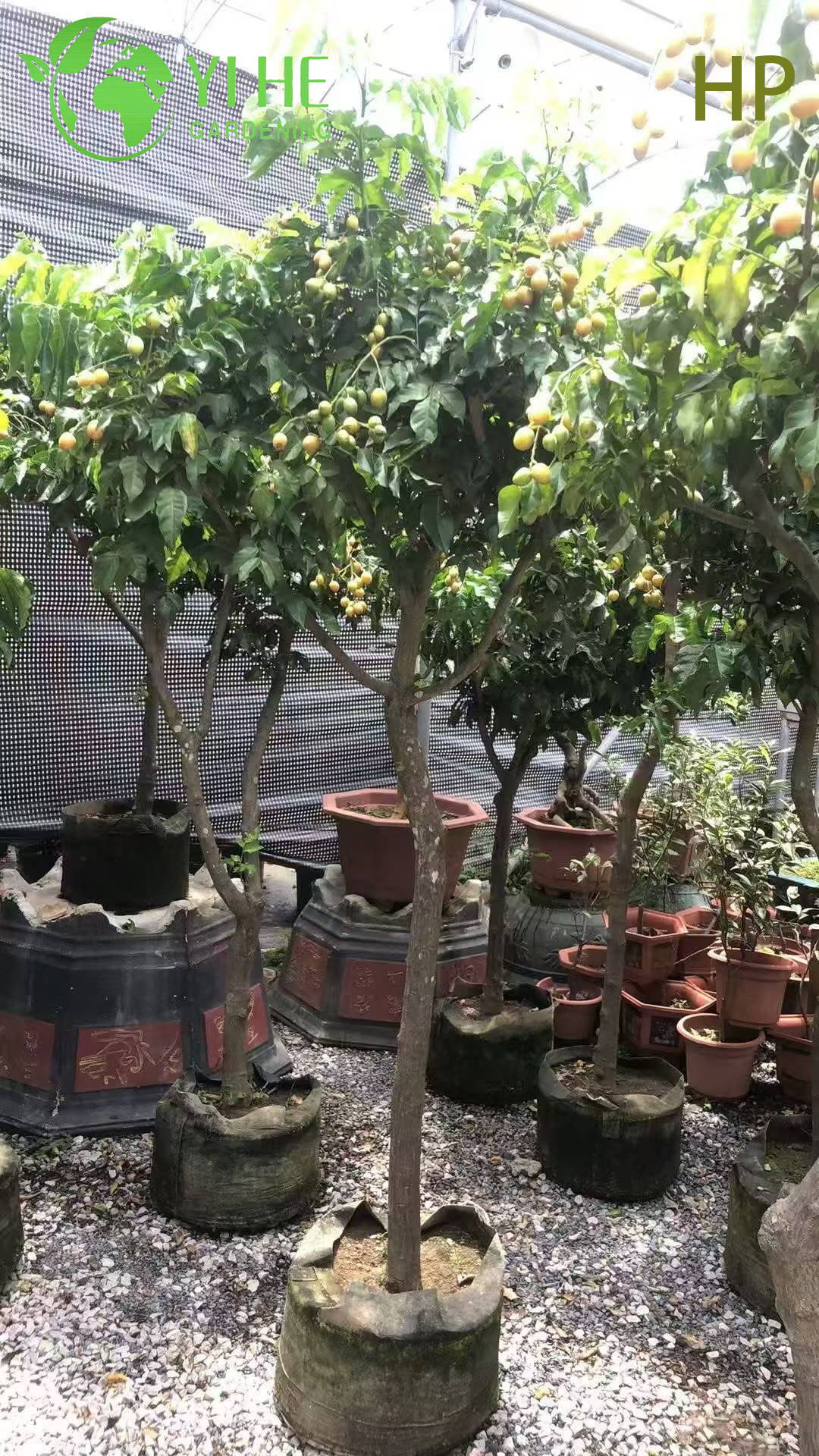 &Aacute;rbol Pongamia pinnata resistente a la sequ&iacute;a para bons&aacute;i de paisajismo y biocombustible