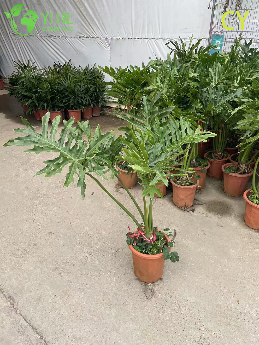 Lussureggiante pianta tropicale della speranza all'ingrosso Thaumatophyllum Bipinnatifidum Bonsai