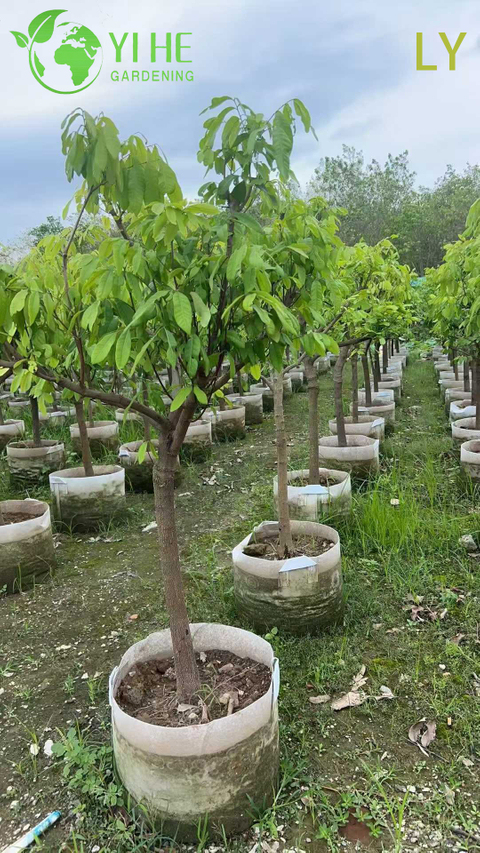 달콤한 과일 분재가 있는 살아있는 Dimocarpus Longan 용의 눈 나무