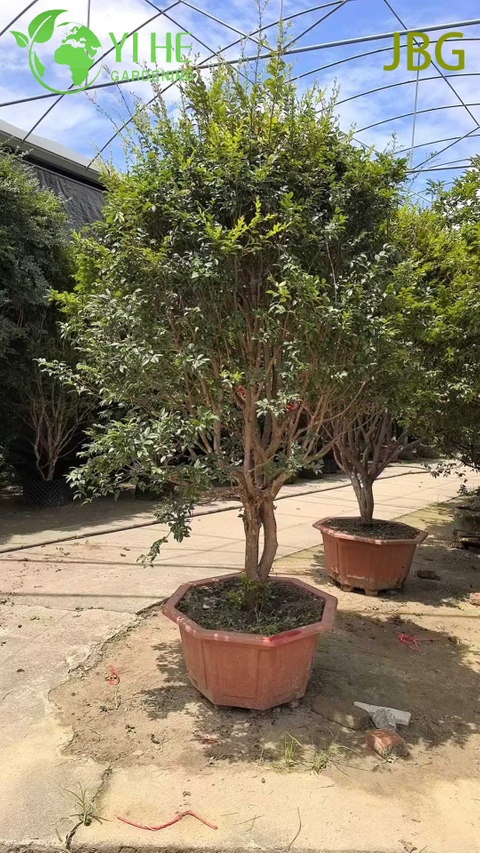 अंगूर जैसे खाने योग्य फल बोनसाई वाला हरा-भरा सदाबहार जाबुटिकाबा पेड़