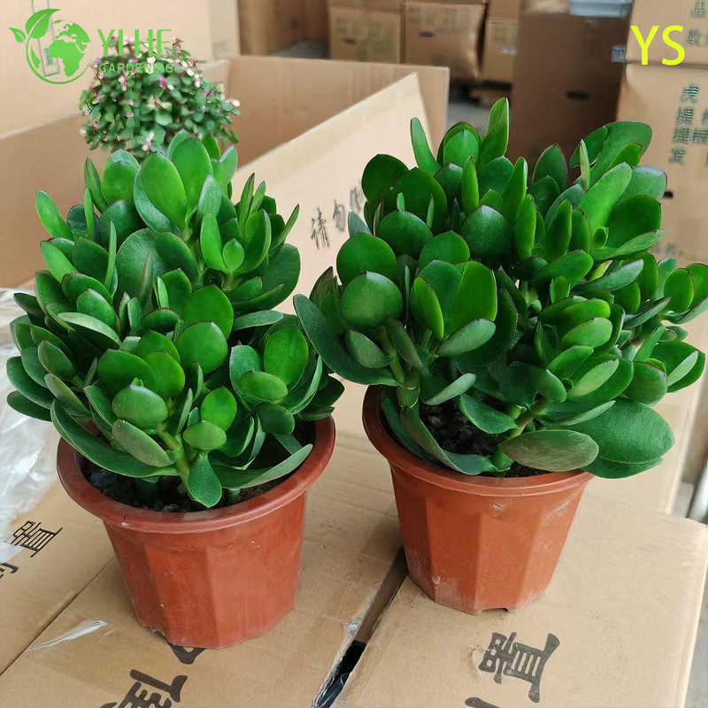 Planta decorativa de jade de &aacute;rvore de dinheiro vivo com bonsai de flores artificiais coloridas