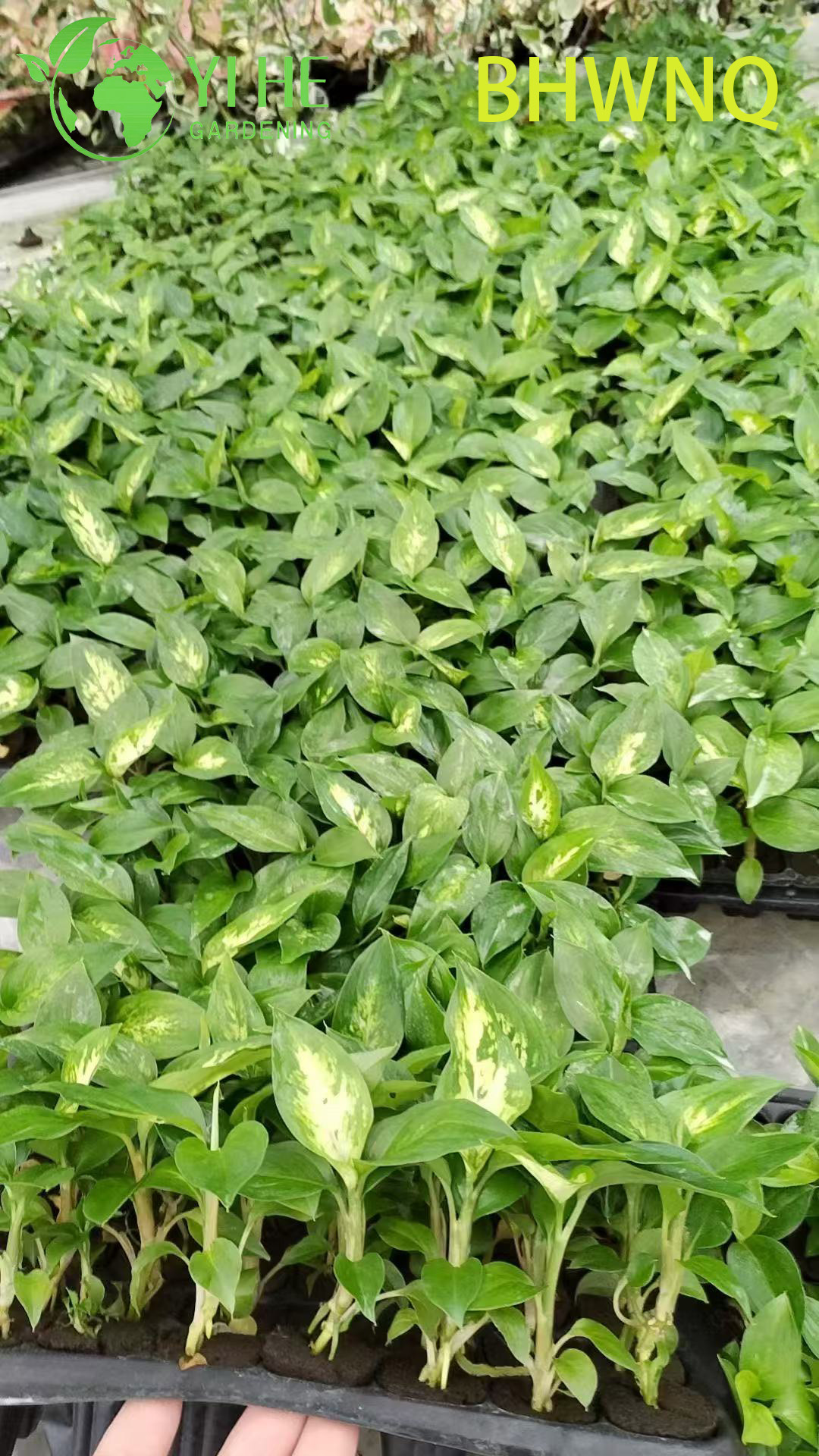 Venta al por mayor de pl&aacute;ntulas de enchufe de planta de inicio viva Dieffenbachia Tropic Marianne