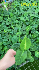 Venda por atacado de mudas de planta inicial de cana muda variegada de refletor Dieffenbachia