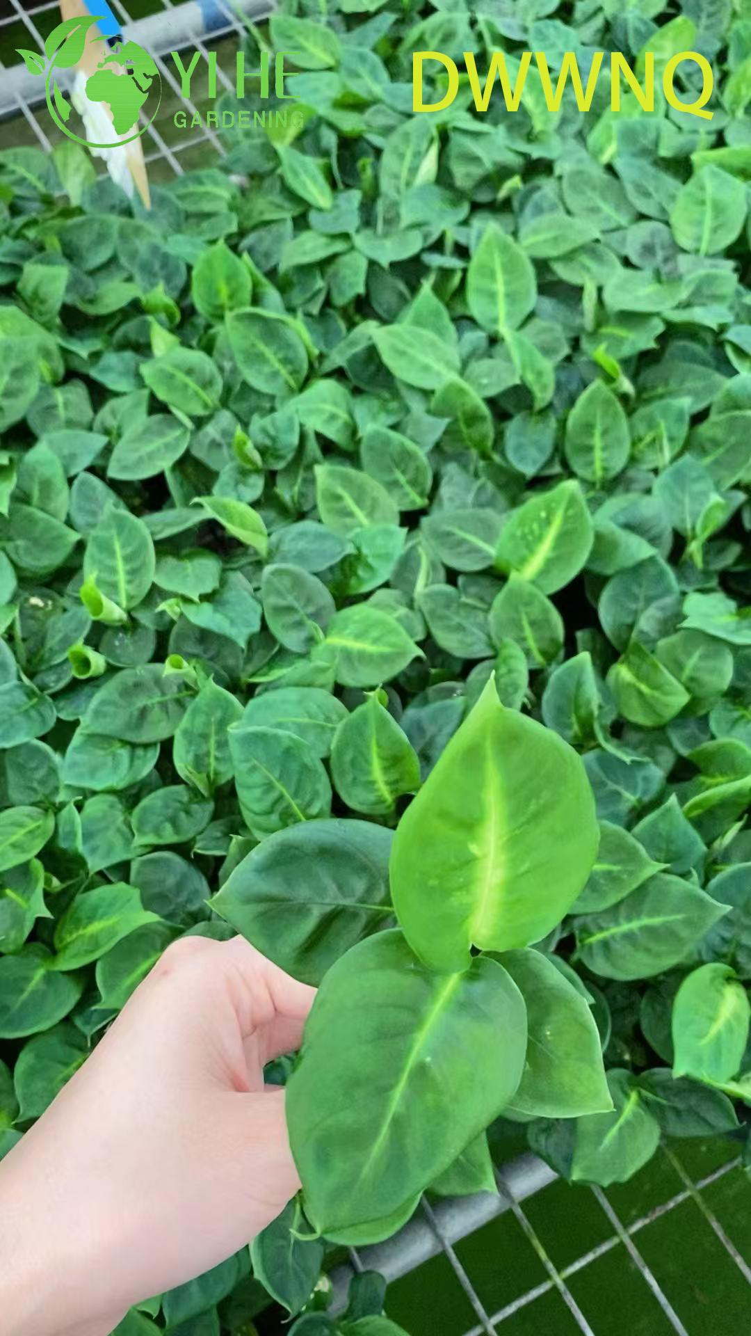 도매 Dieffenbachia 반사경 잡색의 멍청한 지팡이 스타터 식물 모종