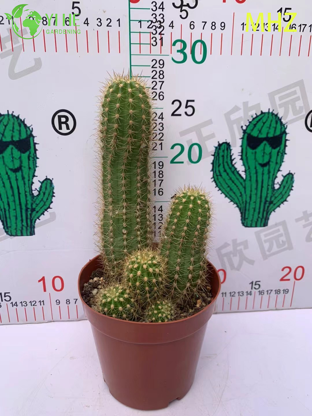 Groothandel Golden Ball Cactus Parodia Leninghausii Levende sierplantenbonsai