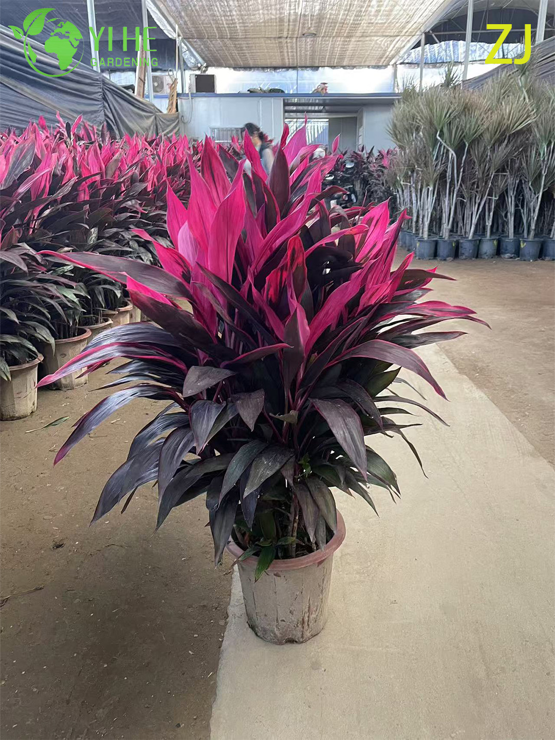 थोक गर्म गुलाबी कॉर्डिलाइन टीआई प्लांट लाइव उष्णकटिबंधीय पत्ते बोनसाई