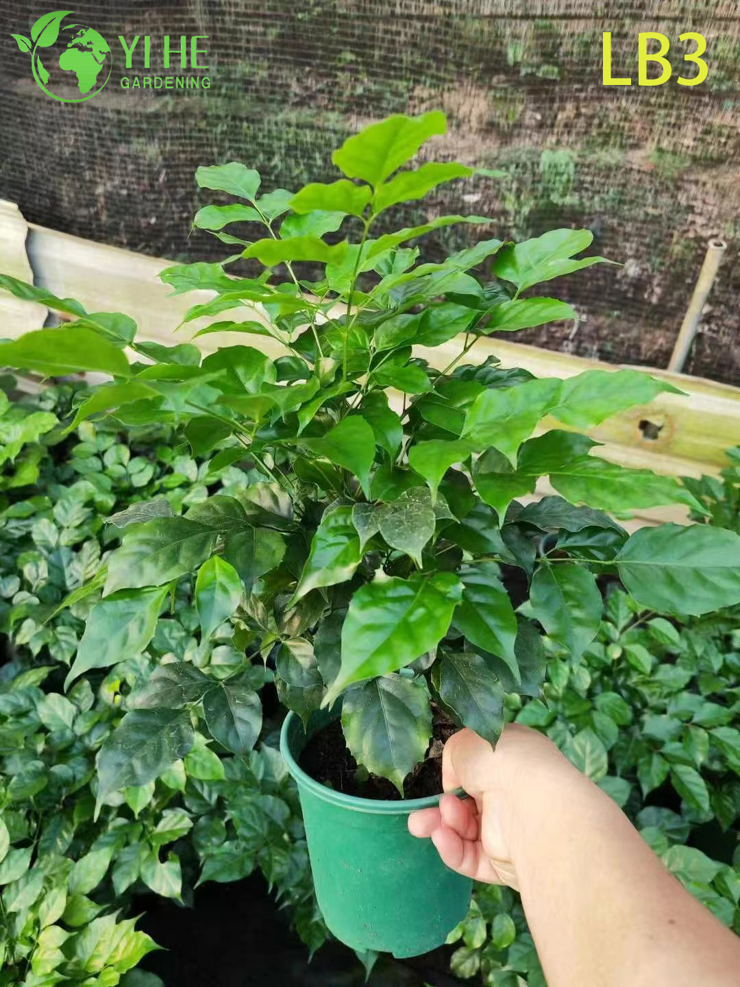 الجملة البسيطة الجينسنغ الصين دمية النبات يتعرض الجذر بونساي