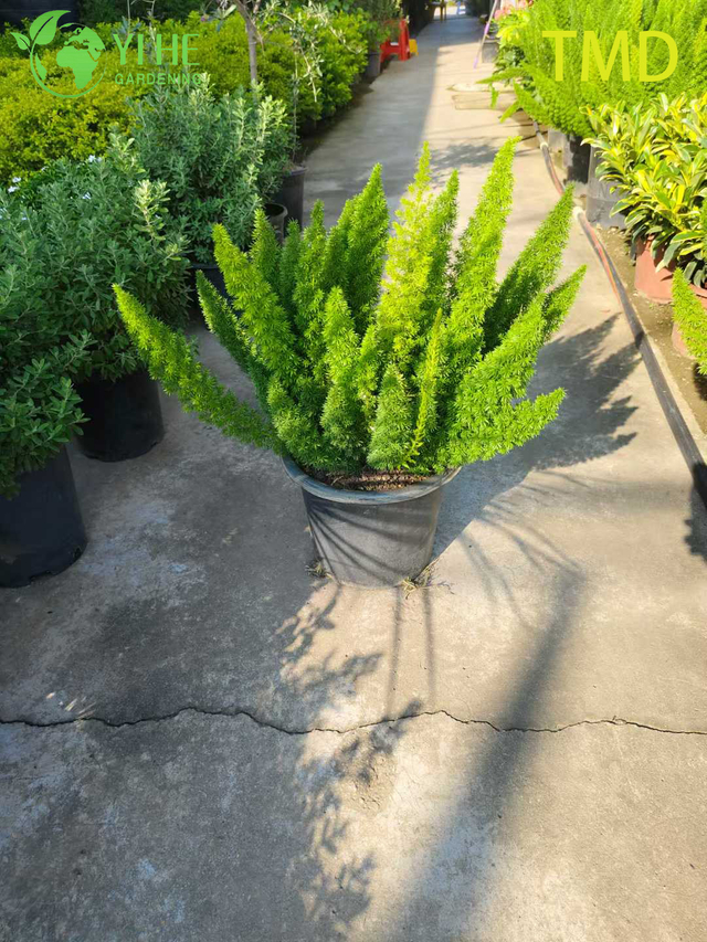 Toptan Tilki Kuyruğu Eğrelti Otu Canlı Kuşkonmaz T&uuml;y Vurgu Bitki Bonsai