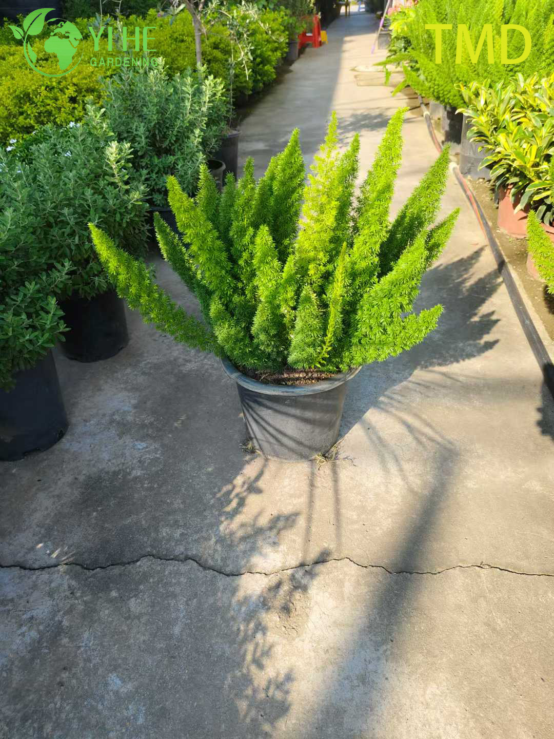 Оптовый лисохвост, папоротник, живая спаржа, акцент на перьях, растение, бонсай