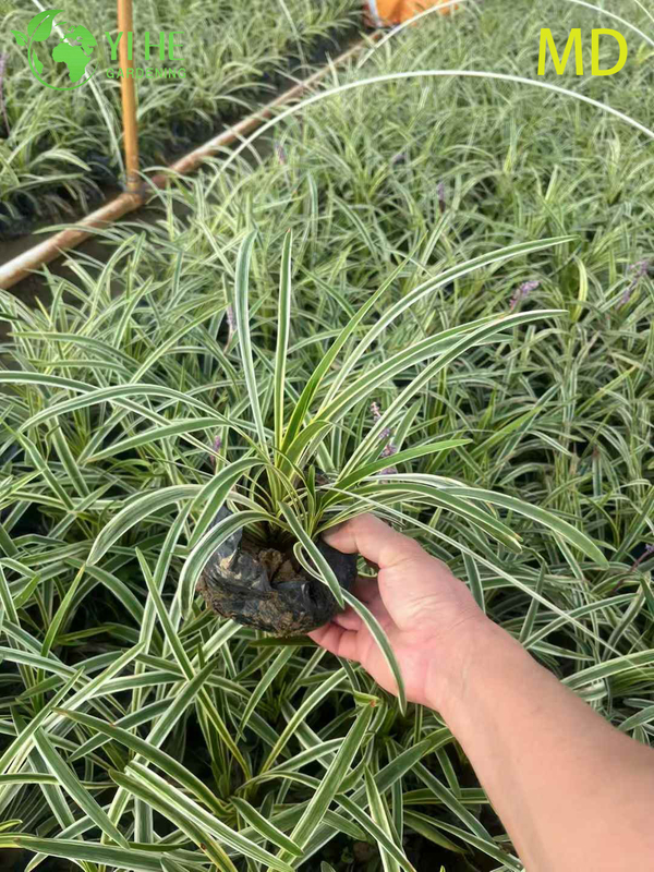 Atacado variegado Liriope Lilyturf bonsai de cobertura vegetal com flora&ccedil;&atilde;o viva