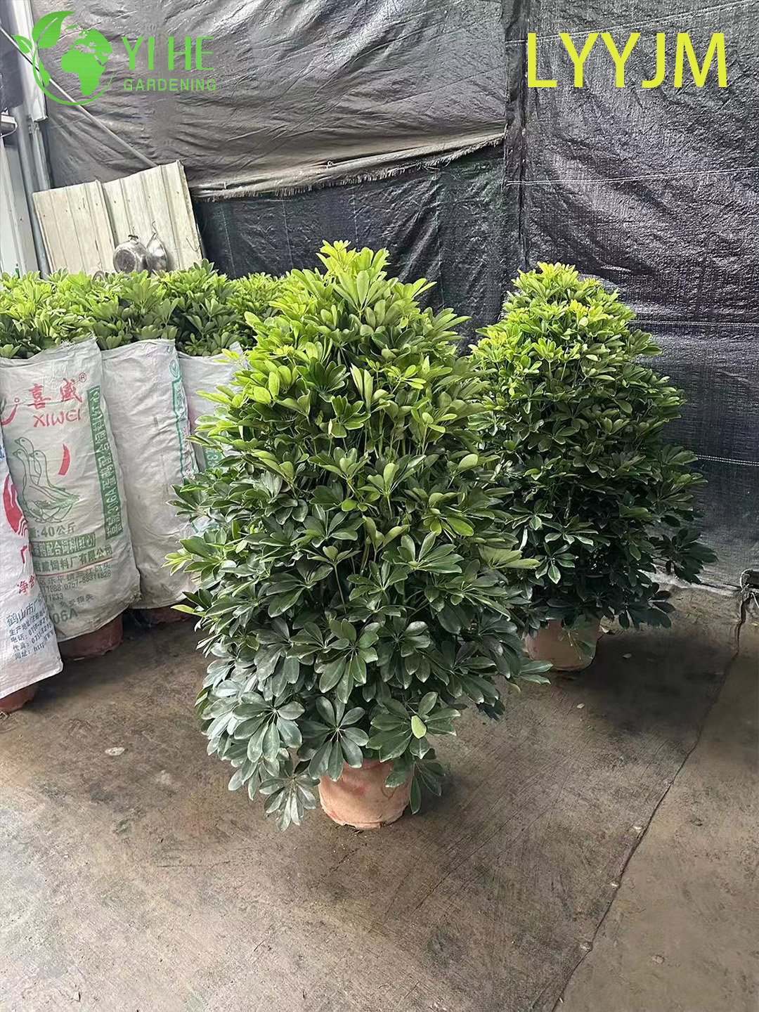 الجملة الخضراء شيفليرا قزم مظلة شجرة حية نبات داخلي بونساي