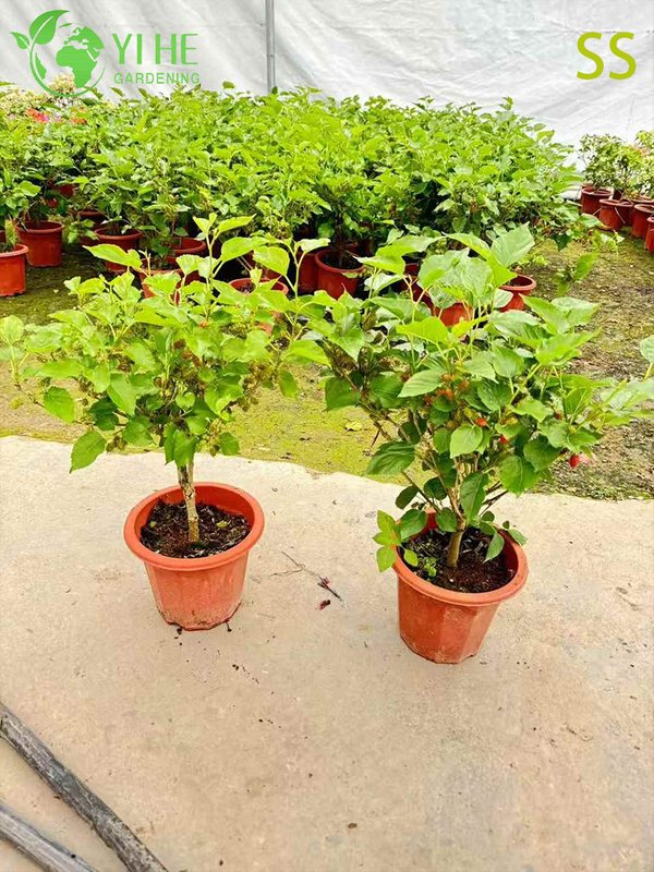 Schnell wachsender Maulbeerbaum mit s&uuml;&szlig;en brombeer&auml;hnlichen Beeren