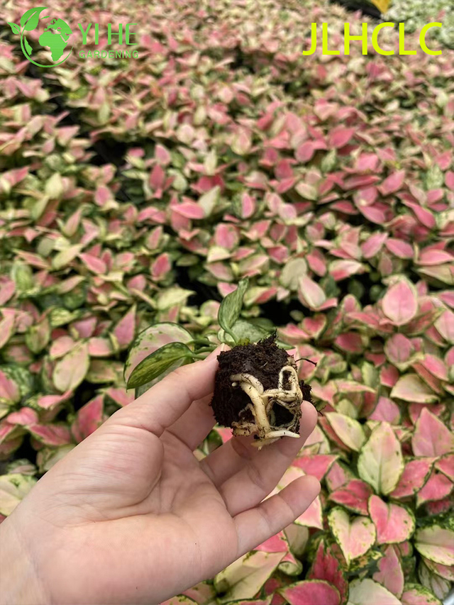 Aglaonema Rojo AuspiciosoRojo Chino De Hoja PerenneColorida Planta De FollajePl&aacute;ntulas De Plantas De Buena Fortuna