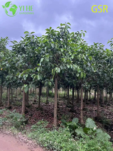 Grand arbre extérieur à feuilles persistantes Ficus Altissima pour l'aménagement paysager Bonsaï