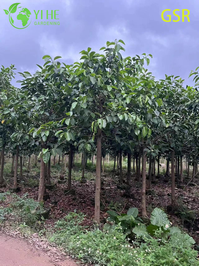 ຕົ້ນໄມ້ Ficus Altissima ຂຽວຕະຫຼອດປີກາງແຈ້ງຂະຫນາດໃຫຍ່ສໍາລັບພູມສັນຖານ Bonsai