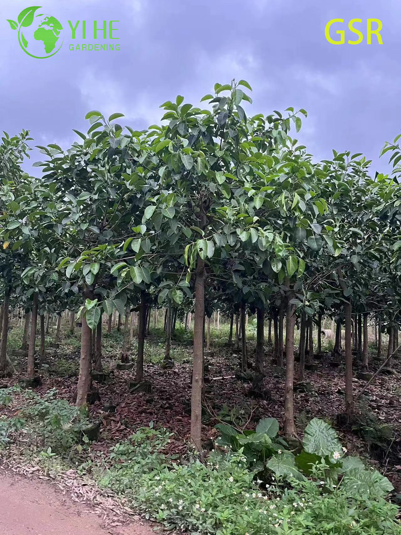 C&acirc;y Ficus Altissima thường xanh ngo&agrave;i trời lớn để l&agrave;m cảnh quan cho c&acirc;y cảnh