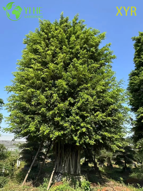 Gęsty, wiecznie zielony laur indyjski Ficus Nitida do drzewa żywopłotowego i osłonowego
