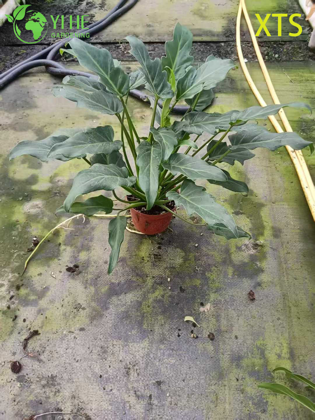 Philodendron Selloum Hope Live Tropical Zimmerpflanze Bonsai im Gro&szlig;handel