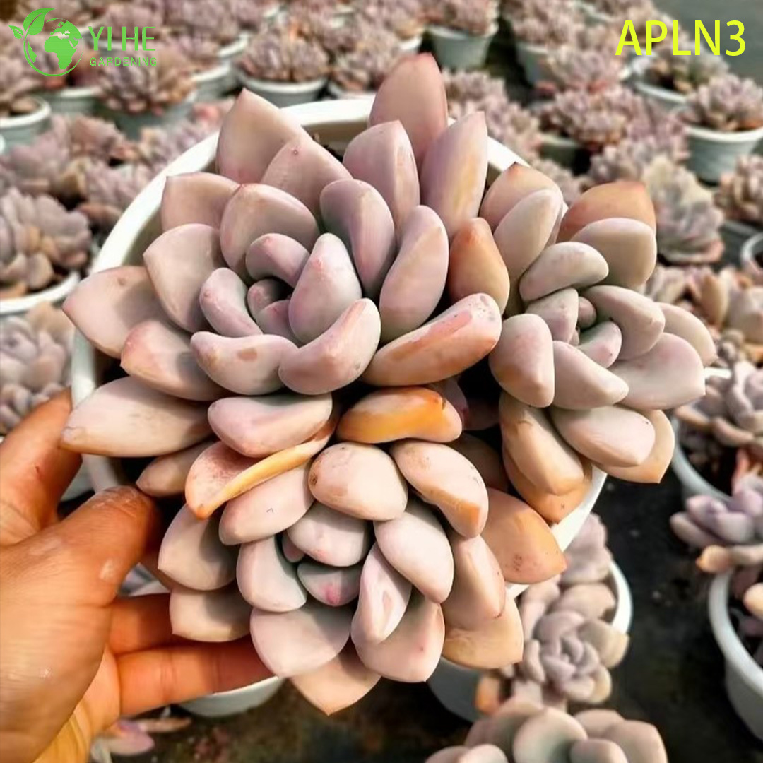 الجملة الوردي Opalina ناضجة الكتلة النباتات الحية بونساي