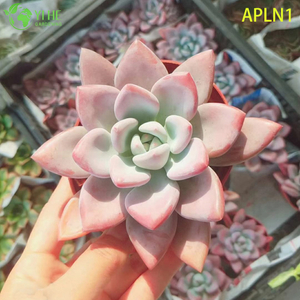 Оптовая продажа Graptoveria Opalina Pastel Pink Живая сочная розетка Растение Бонсай