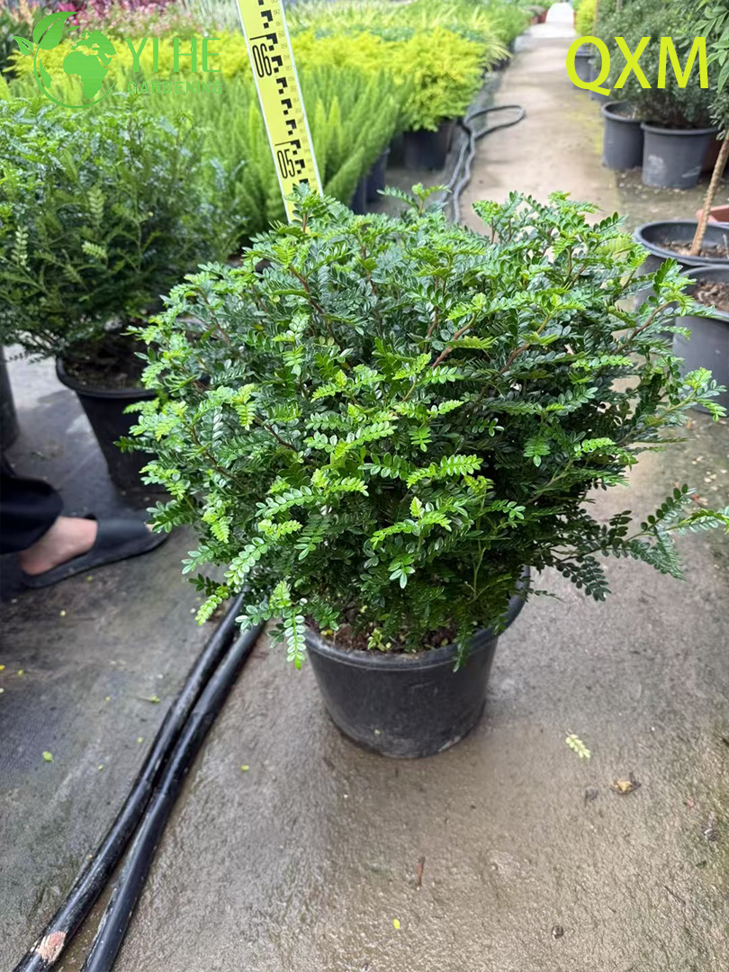 Pistacia Weinmannifolia, fragante &aacute;rbol bons&aacute;i ornamental para interior y exterior