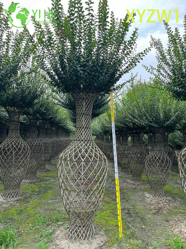 Декоративная лагерстремия парвифлора, топиарное дерево в форме вазы, растение для декора цветущего сада