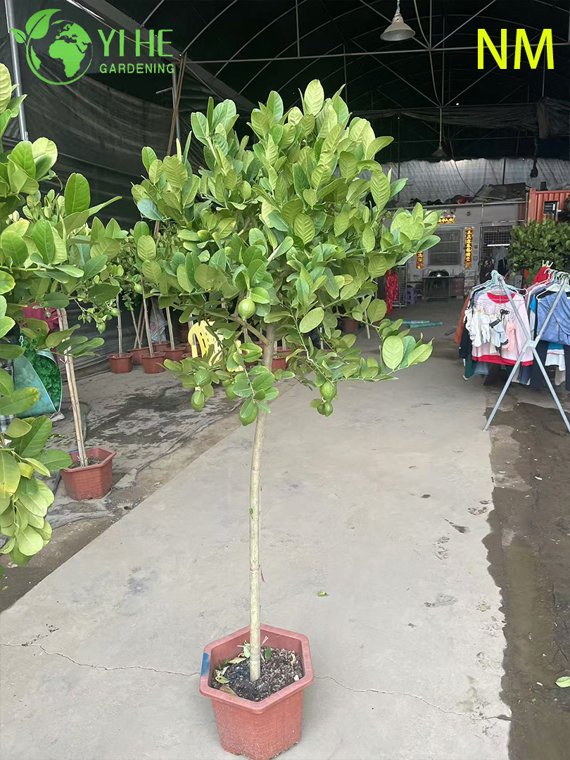 बिक्री के लिए पॉटेड ड्वार्फ लेमन ट्री, इनडोर आउटडोर साइट्रस ऑस्ट्रेलिसिका