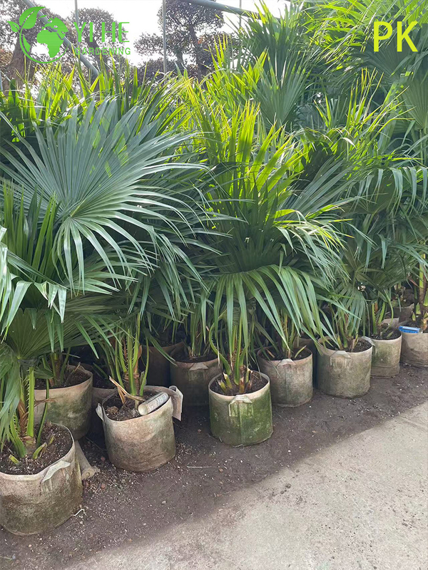 Palma Livistona Chinensis, pianta ornamentale sempreverde per giardino e paesaggio