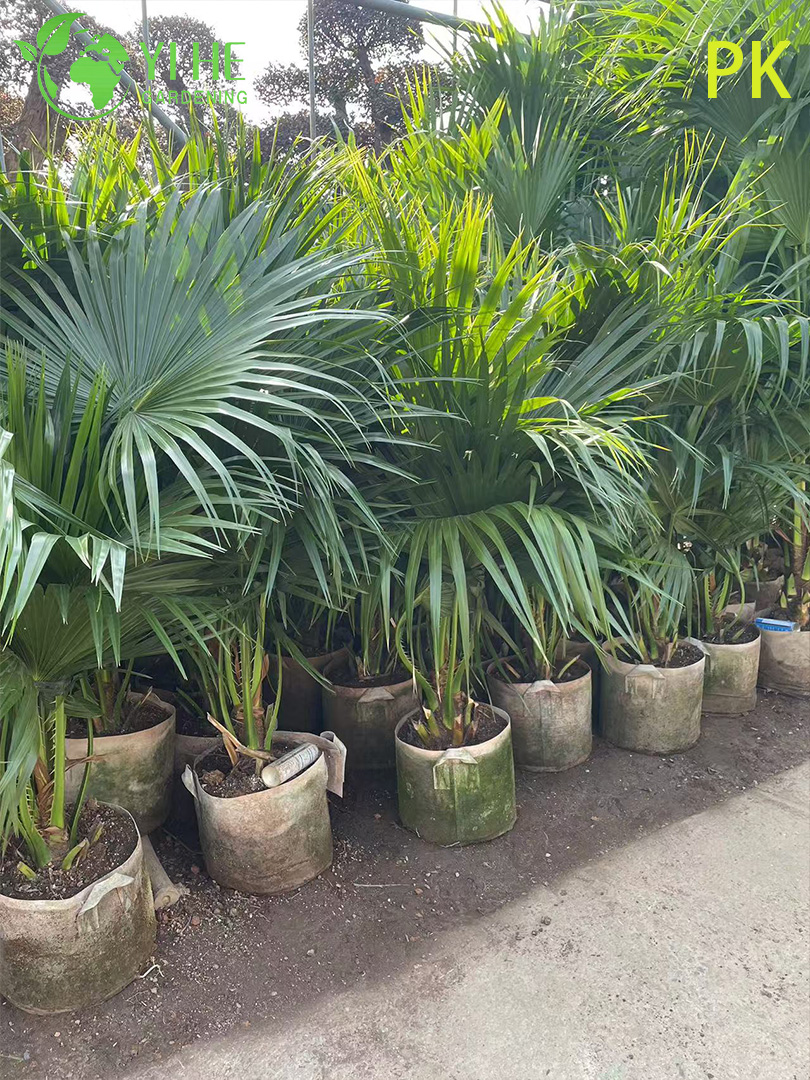 Palma Livistona Chinensis, pianta ornamentale sempreverde per giardino e paesaggio