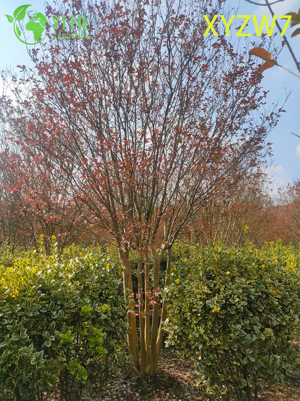 شجرة لاجيرستروميا متعددة الجذع، نبات عينة للحديقة المزهرة