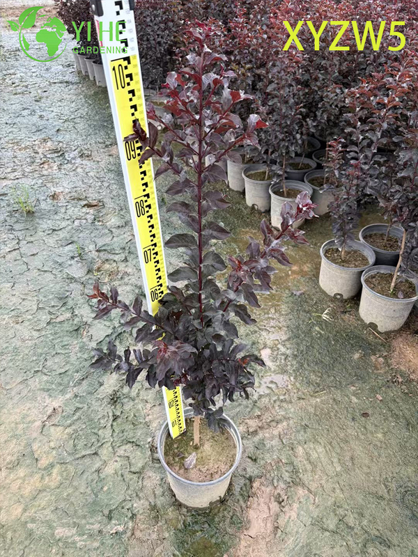 Ornamental Roxo - folha Lagerstroemia parviflora, Planta em vaso com flor vermelha
