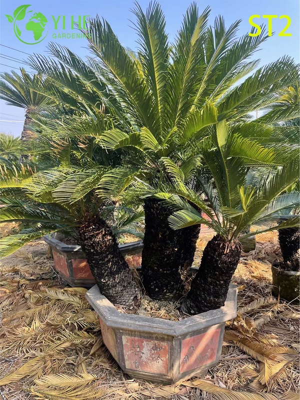 मल्टी-ट्रंक्ड साइकस रेवोलुटा बोनसाई, सदाबहार सजावटी सागो पाम