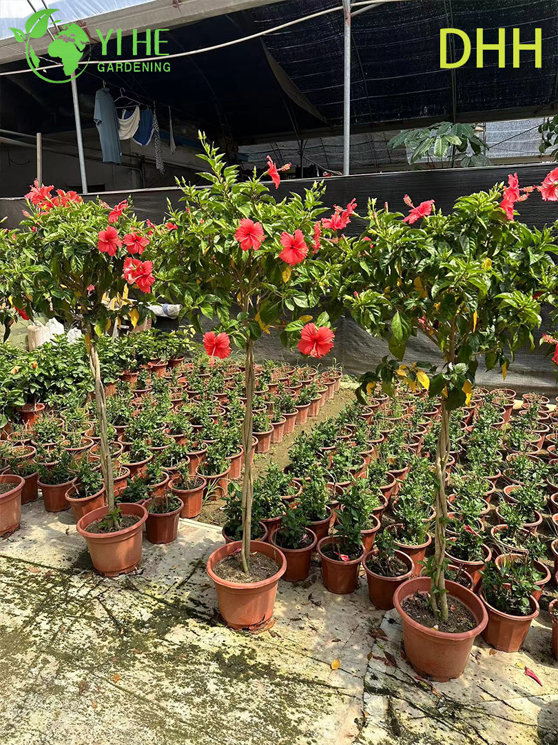 Planta de jardim com flores padr&atilde;o de &aacute;rvore de hibisco tropical vermelho vivo