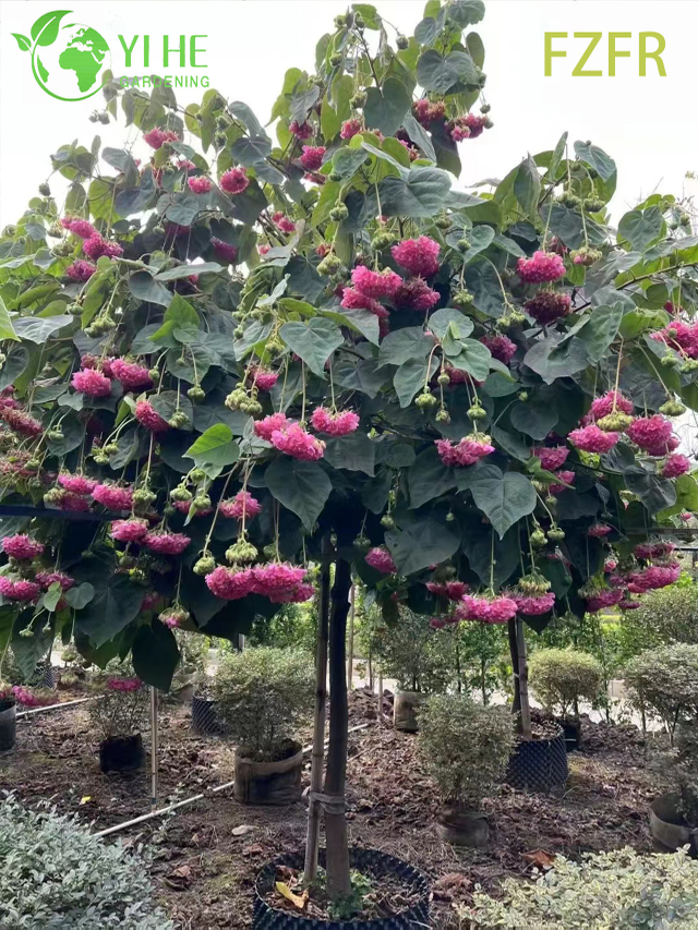 Dombeya wallichii em flor, planta arbustiva ornamental de tulipa africana