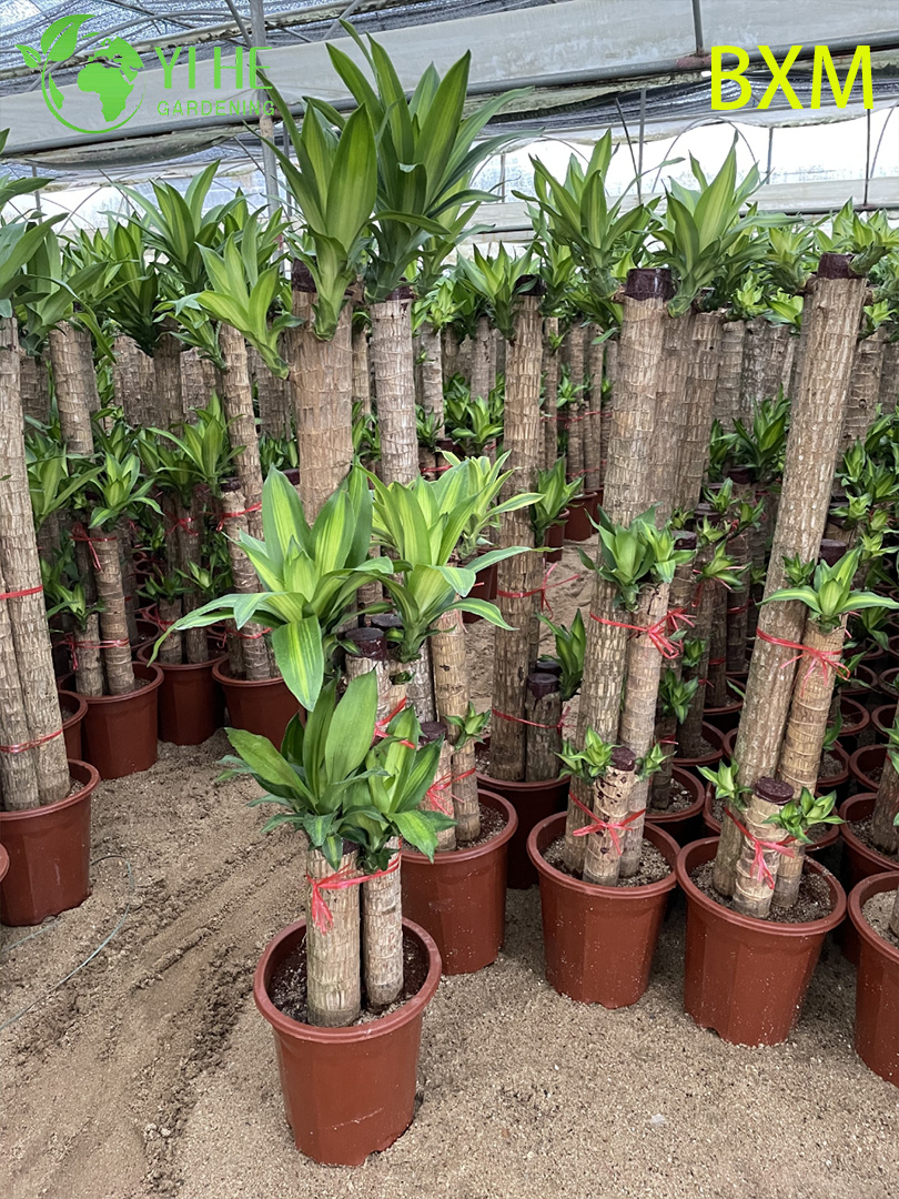 نبات دراكاينا للديكور الداخلي المعطر